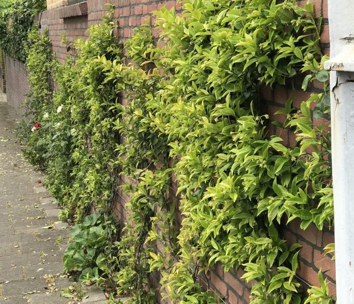 Greenwall kabel verticale tuin