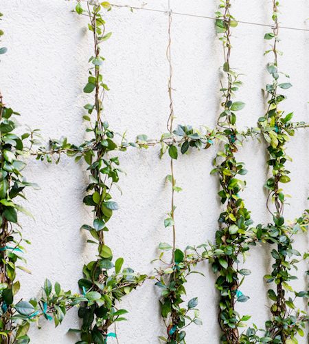 Greenwall kabel verticale tuin
