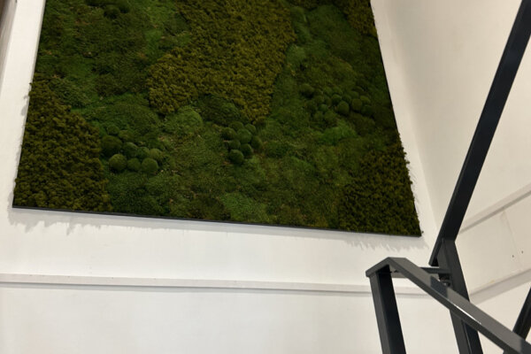 Moss Wall Moswand Interieur Design Plantenwand Amsterdam Groene Wand